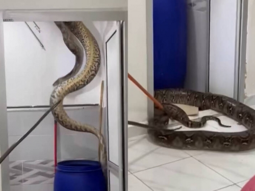 粗如成人手臂！5米巨蟒藏身浴室天花板 驚險畫面曝光