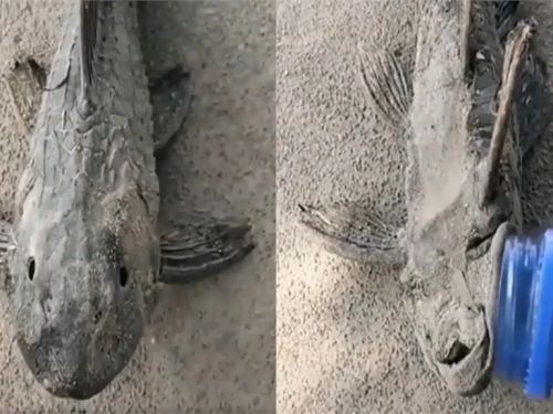 「殭屍魚」全身硬邦邦碰水就復活？驚人影片曝