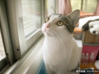 你有多懂喵星人？　《人類對貓咪的6個誤解》
