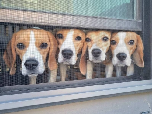 他曬上班動力來自公司「超萌同事」 惹全網忌妒︰好羨慕！