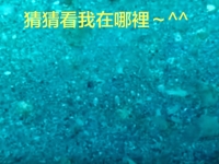「我敢打賭，絕對沒人找得出我在哪裡！」—— 來自海中隱形高手的挑戰書