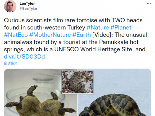 罕見！土耳其棉堡發現「雙頭龜」 下身相連共用6隻腳