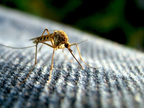 解開 80 年來的謎團，蚊子是潰瘍菌傳染罪魁禍首