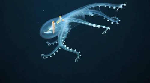 移動星空！ 罕見「玻璃章魚」現蹤太平洋 深海悠游身影讓人看呆