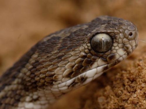 爭取更多時間救助毒蛇咬傷患者，科學家發現特殊藥物能延緩毒液作用