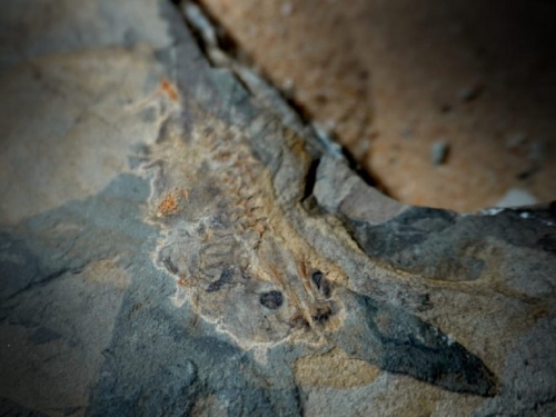 1.61億年前的蝌蚪現身！解開侏羅紀巨型青蛙的秘密生活