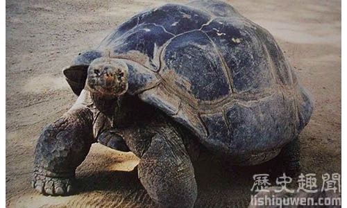 世界上最大的陸生烏龜:象龜