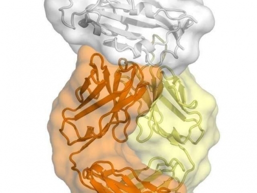 重大突破！利用SARS抗體 美專家抓到武漢肺炎病毒「罩門」