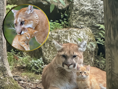 美洲獅把小橘貓當幼崽？ 全網瘋傳「溫馨奇照」