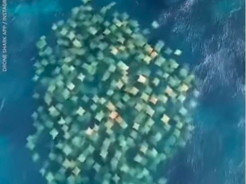 百張紙在海中遊泳？曝真面目網驚呼