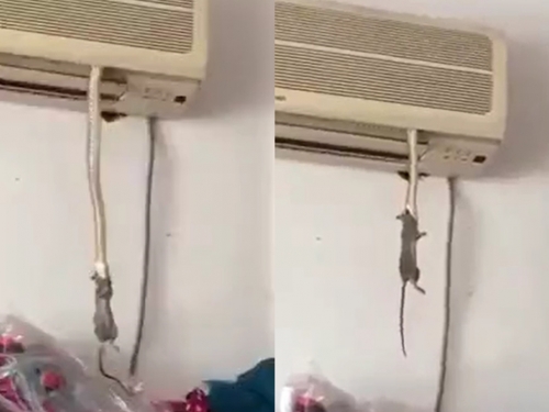 「超粗冷氣電源線」竟會抓老鼠 網傻眼：看很久才發現