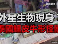 外星生物？泰國驚見鱷皮牛形怪獸