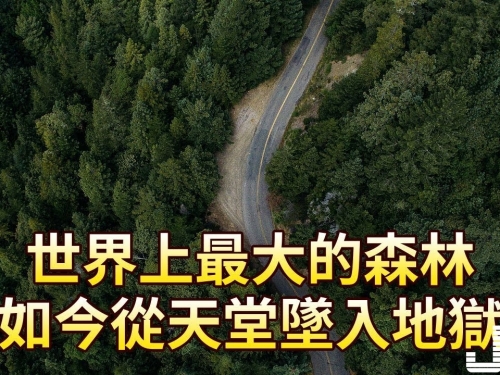 世界上最大的森林，如今從天堂墜入地獄