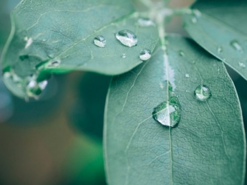 研究發現，植物碰到雨水會「恐慌」