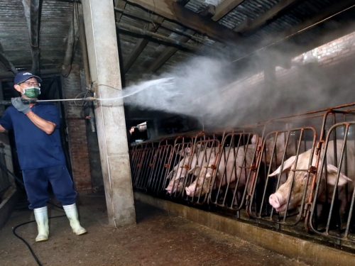 非洲豬瘟「冷凍能存活1000天」 台灣失守代價