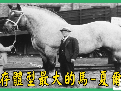 『動物世界』現存體型最大的馬 夏爾馬