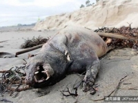 又見「卓柏卡布拉」？神秘無毛生物橫屍加州海灘