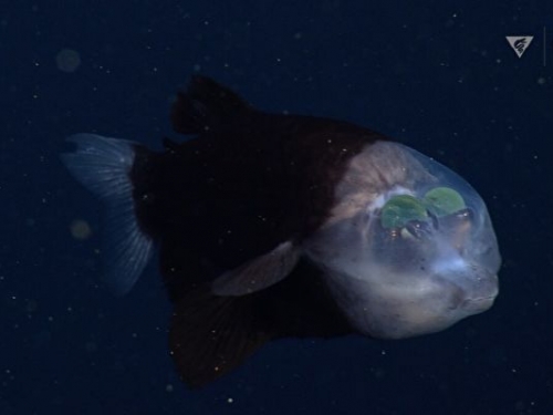 神祕深海魚再現加州海岸 頭部透明長相怪異