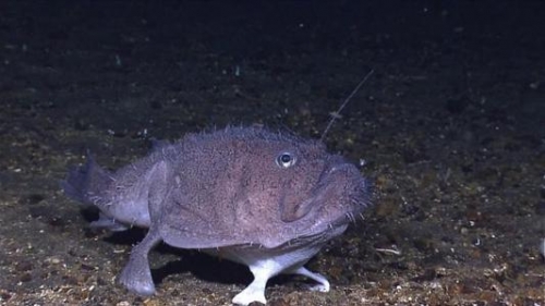動物界最炫酷的示愛方式：琵琶魚，蝸牛，軍艦鳥！