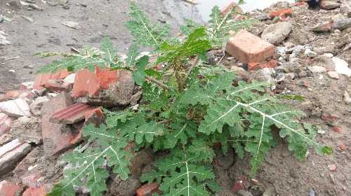 不知名的植物
