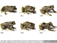 科學家真的驚呆！首次發現「變形青蛙」3分鐘全身換膚