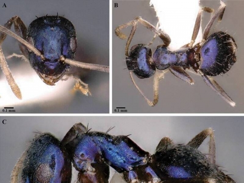 新種藍色螞蟻亮相 印度生物多樣性添新篇章
