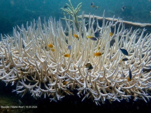 第四次珊瑚白化正式降臨 史上最嚴重 專家憂已達「臨界點」