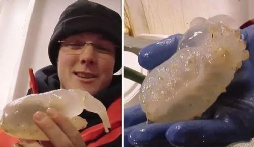 南極新物種出現！像肉團一樣，看起來營養不錯