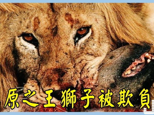 真是世道變遷，連草原之王獅子都險些成鬣狗的美餐！