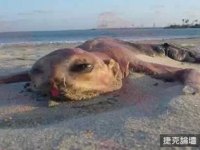 9個在海灘上發現的神秘生物，讓人毛骨悚然！（有圖有真相）