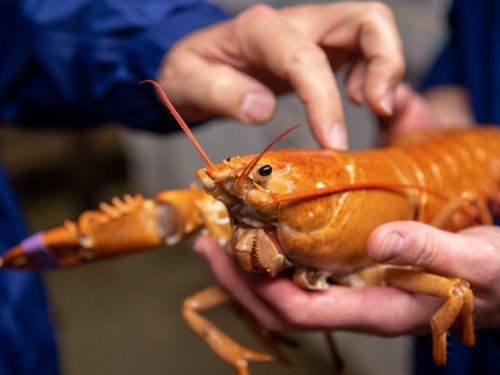 3000萬隻僅1隻！美國漁船捕獲稀有「橙色龍蝦」