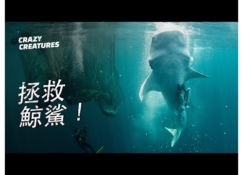 從漁網中拯救鯨鯊！| 奇怪動物紀錄片