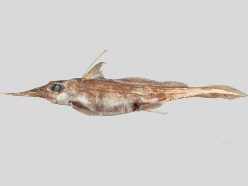 神秘怪魚！ 紐西蘭科學家發現深海2600公尺潛伏「新鬼鯊」