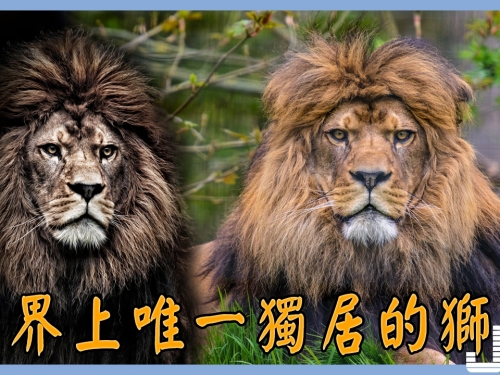 世界上唯一獨居的獅子——巴巴里獅子