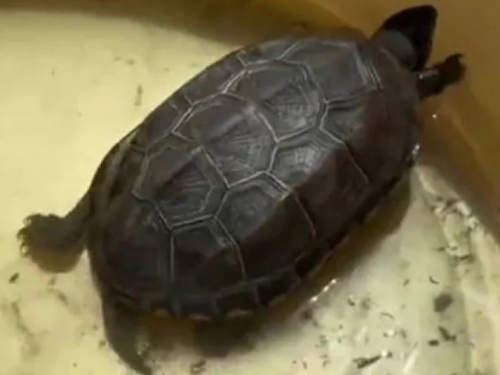 烏龜嗆到水往生...飼主心碎埋花盆 2個月後挖開一看「睜眼復活了」