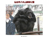 仙台動物園黑猩猩逃走中大騷動！