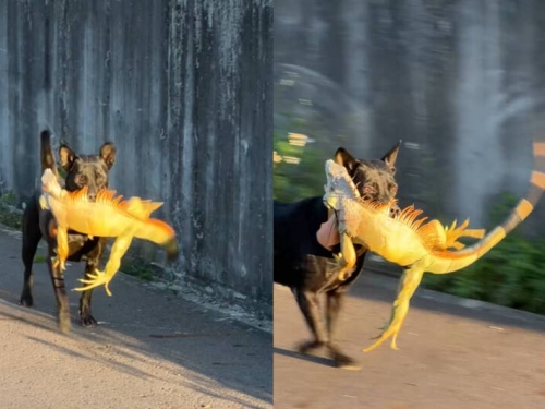 黑狗10秒KO綠鬣蜥！ 英勇叼走戰利品飛奔畫面全網看傻