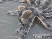 泰國海邊出現的神秘未確認生物