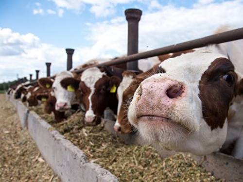研究：海藻餵牛可有效減少溫室氣體排放