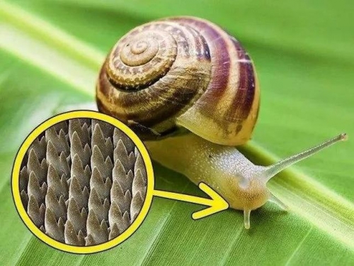 牙齒最多的動物排名 蝸牛有25600顆牙齒 鯊魚一生換牙2萬多顆
