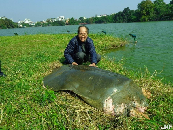 全球僅剩兩隻！越南珍貴百歲斑鱉死亡，我們還能做什麼？ (內附獨家大陸捕獲巨鱉宰殺影片)