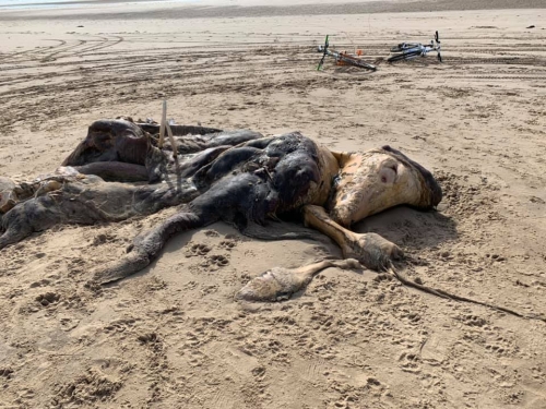 近5米長 英國海灘驚現巨型不明生物遺骸