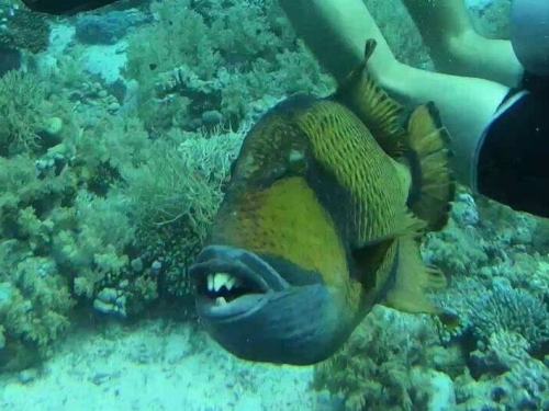 潛水客闖海底魚洞 慘遭「人面暴牙魚」狠咬