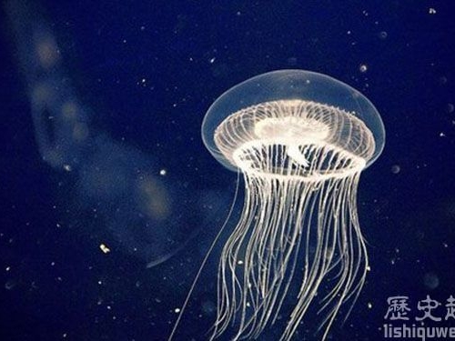 盤點世界上最長壽的動物：最長壽達1550歲