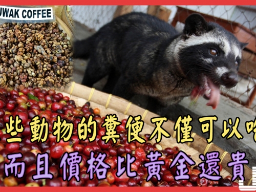 這些動物的糞便不僅可以吃，而且價格比黃金還貴