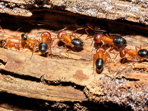 螞蟻也懂截肢！人類外動物首次發現 科學家震驚：存活率破90％