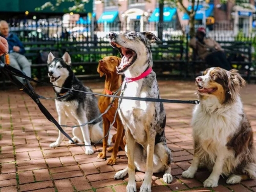 獨居男子家中身亡無人知！ 遺體遭17隻寵物犬分食剩骨頭