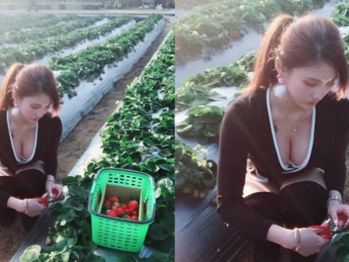 採草莓季節到了！正妹彎腰採莓「鮮嫩長輩」掉出，網友大喊：想吃草莓了！