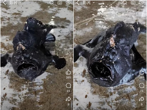 台東漁港驚見長腳黑色怪魚 魚販