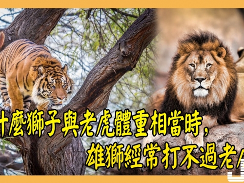 為什麼獅子與老虎體重相當時，雄獅經常打不過老虎？